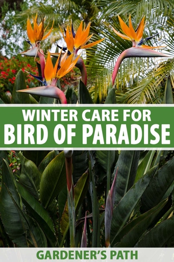 The bird of paradise is a tropical plant that can't tolerate cold temperatures.