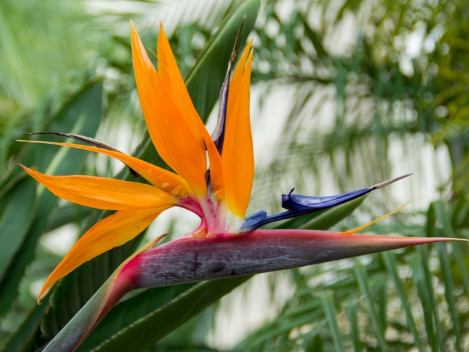 The bird of paradise is a tropical plant that is native to South America.