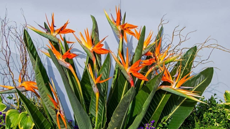 The bird of paradise is a tropical plant that is not tolerant of frost, so frost damage is a common problem.