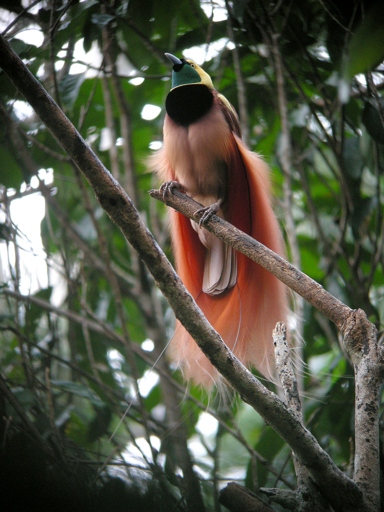 The bird of paradise is a tropical plant that originates from the jungles of Indonesia.