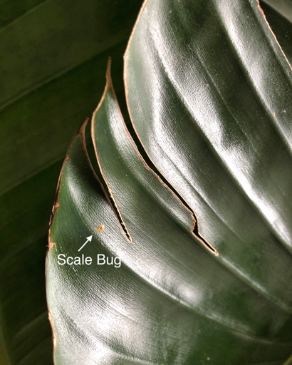 The bird of paradise leaf won't open because an insect is sucking the life from the leaves.