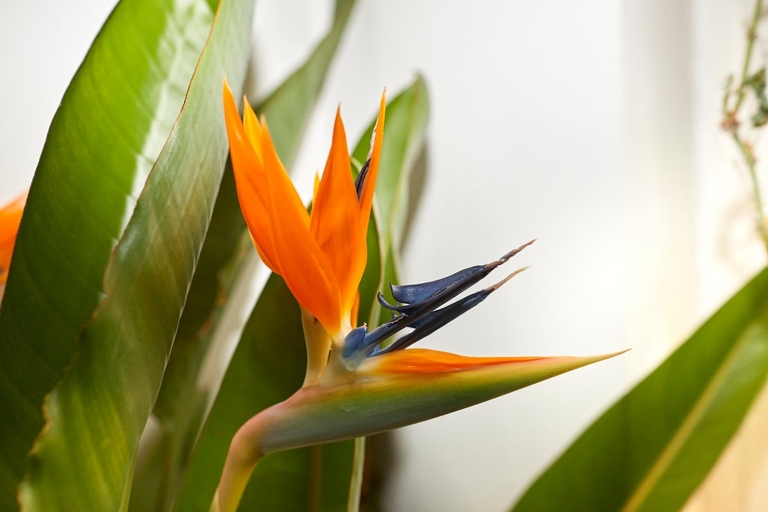 The bird of paradise needs very little light and can even tolerate some shade.