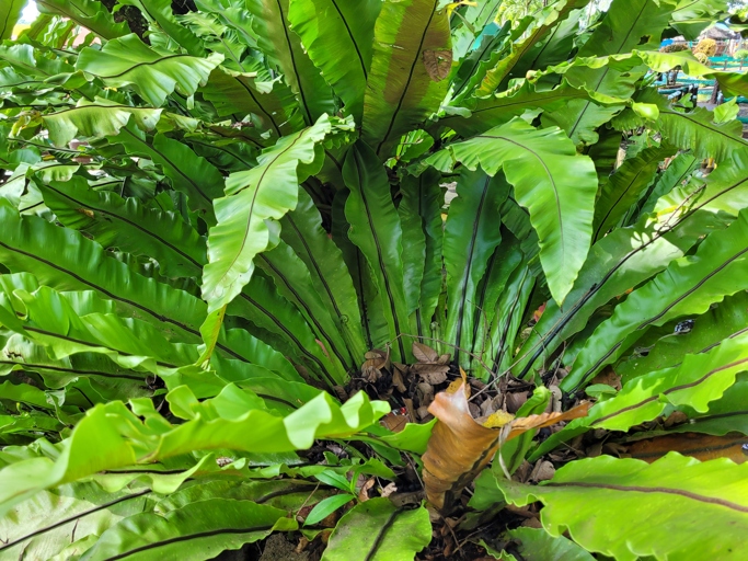 The bird's nest fern is a tropical plant that is native to Southeast Asia, Australia, and Polynesia.