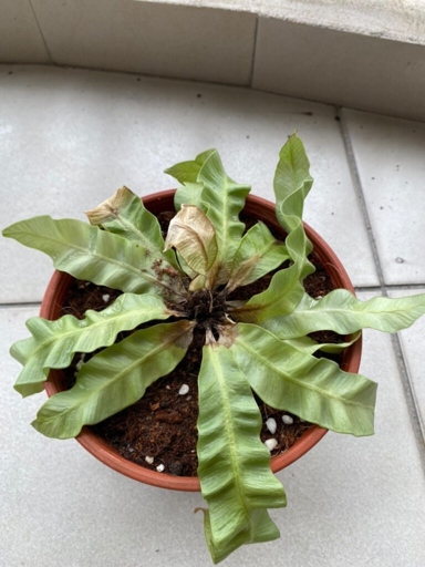 The bird's nest fern is dying because it is not getting enough water.