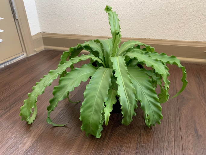 The bird's nest fern is wilting and drooping because it is not getting enough water.