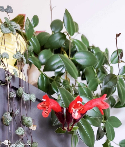 The Black Pagoda Lipstick Plant is a tropical plant that requires high humidity to thrive.