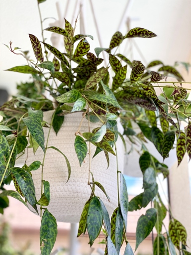 The Black Pagoda Lipstick Plant requires warm temperatures and plenty of humidity to thrive.
