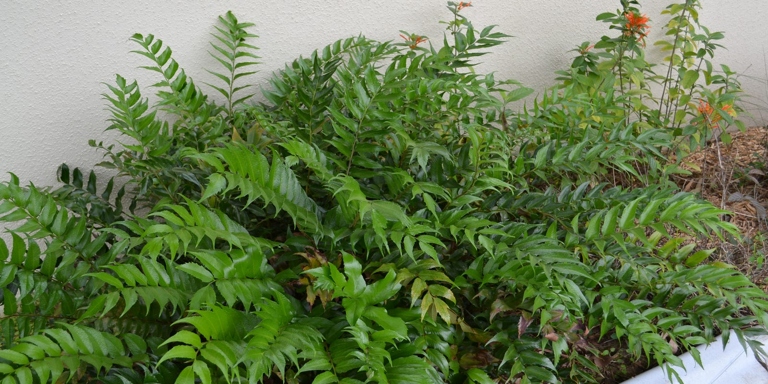 The Boston fern has fronds that are more triangular, while the Kimberly Queen fern has fronds that are more lance-shaped.