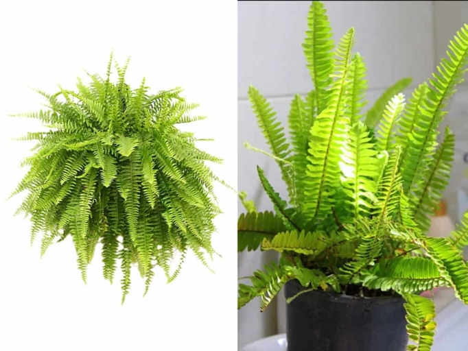 The Boston fern has long, thin leaves, while the Kimberly Queen fern has shorter, broader leaves.