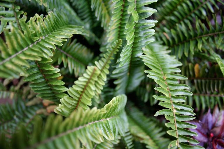 The Boston fern has long, thin leaves, while the Macho fern has short, wide leaves.