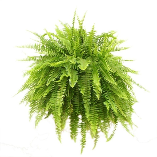 The Boston Fern is more readily available and popular than the Macho Fern.