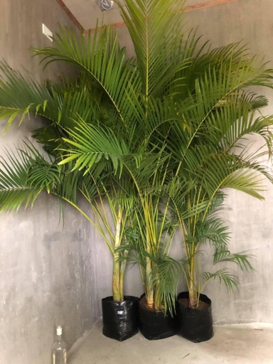 The brown leaves on your Areca Palm are most likely due to root rot, which is caused by overwatering.