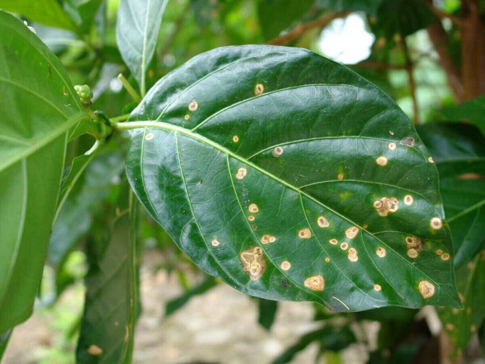 The brown spots on plumeria are most likely caused by a fungal disease called anthracnose.