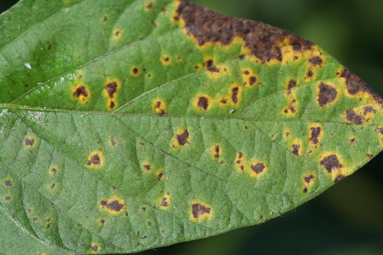 The brown spots on your Hoya are likely caused by Septoria, which is a fungal disease.
