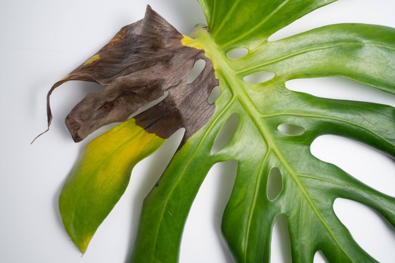 The brown spots on your Monstera are likely caused by a fungal or bacterial infection.