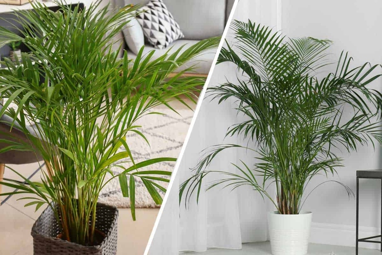 The Cat Palm and Majesty Palm have different growing requirements.