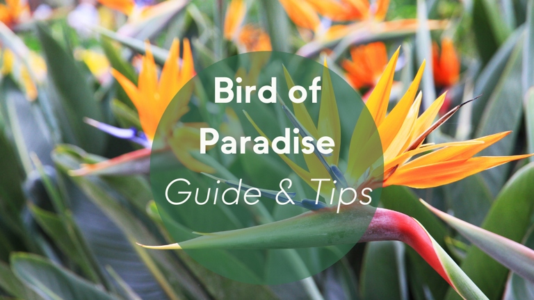 The color of potting soil can affect how often you need to water your bird of paradise.