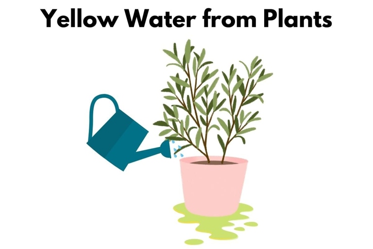 The color of potting soil can help indicate when a plant needs watering.