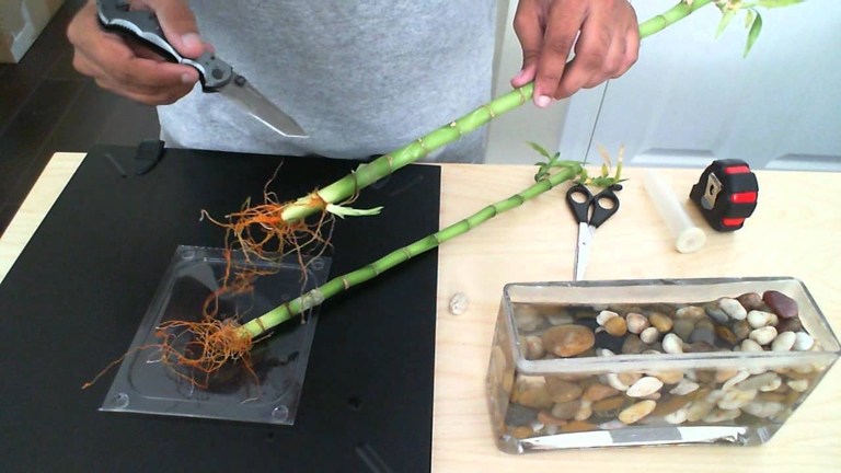 The color of your bamboo's roots can tell you a lot about the health of your plant.