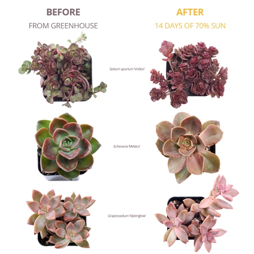 The colors of succulents are determined by a variety of factors, including the type of plant, the amount of light it receives, and the temperature.