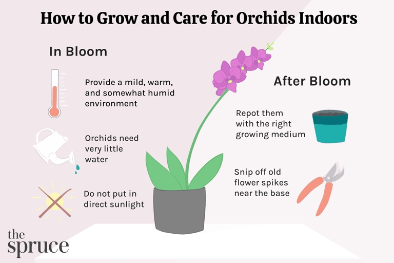 The container you choose for your orchid should be appropriate for the plant's size and needs.