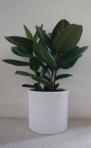 The control and management of brown spots on rubber plants is relatively simple and can be done with a few household items.