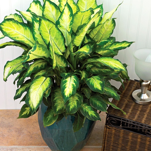 The Dieffenbachia is a beautiful, popular houseplant that is known for its large, green leaves.