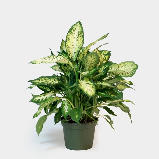 The Dieffenbachia is a popular houseplant that is known for its large, broad leaves. However, if your Dieffenbachia is drooping, it may be time to repot it.