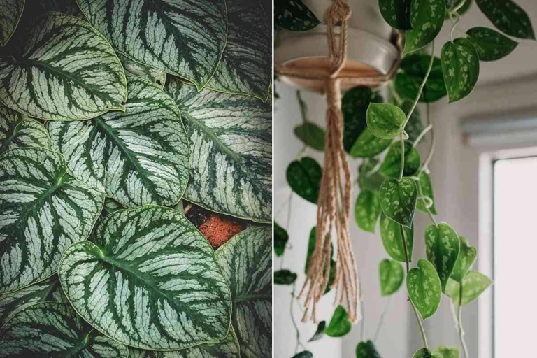 The difference between Scindapsus and Pothos is that Scindapsus is more tolerant to lower humidity levels.