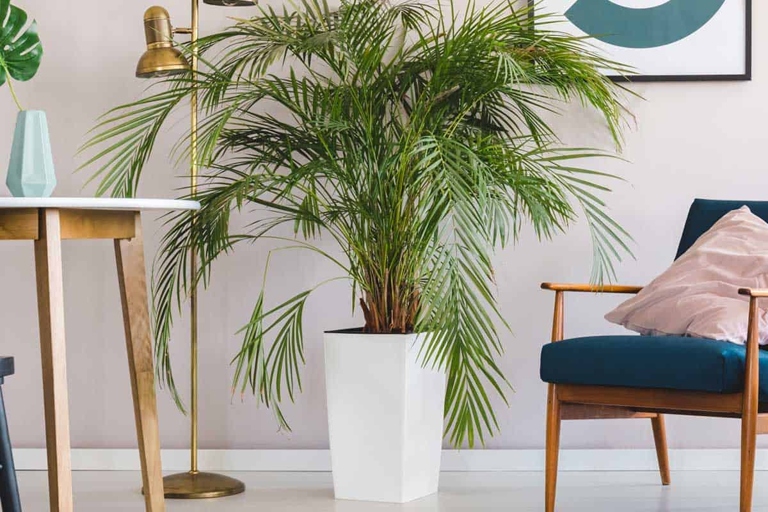 The eighth and final step is to water your majesty palm thoroughly and then place it in an area with bright, indirect light.