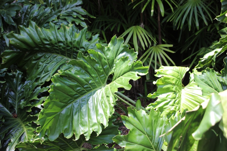 The elephant ear plant is a tropical plant that thrives in high humidity.
