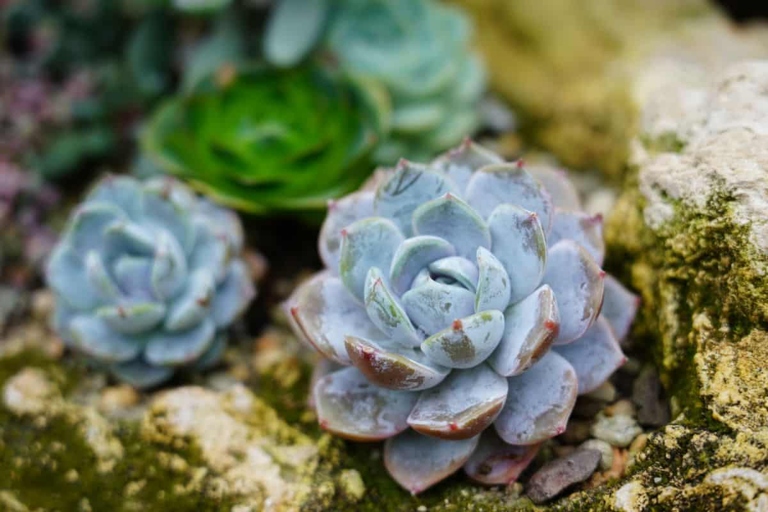 The epicuticular wax on succulents serves as a form of protection against the elements.