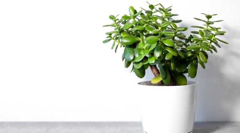 The evaporation of water from the leaves is one of the first signs that a plant is not getting enough water. When a jade plant is underwatered, the leaves begin to droop and the stems may start to shrivel.