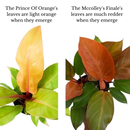 The fertilizer requirement for Philodendron McColley's Finale is much higher than for Prince of Orange.