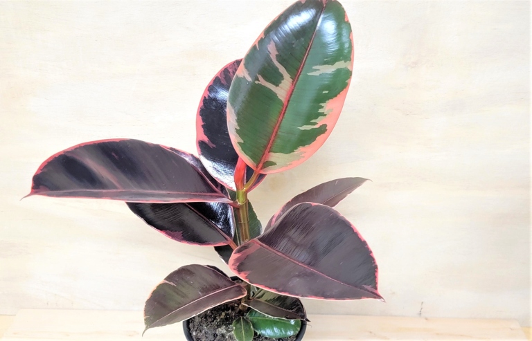The Ficus Elastica Tineke and the Ruby are two different types of flowers.