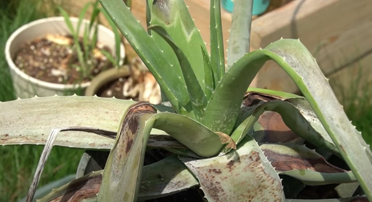 The final words on aloe turning yellow are that it's not the end of the world.