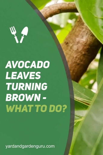 The final words on avocado leaves and brown spots is to always keep an eye on your plants and seek professional help when needed.