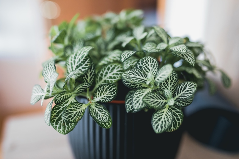 The final words on Fittonia leaves curling are that if you see this happening to your plant, don't despair.