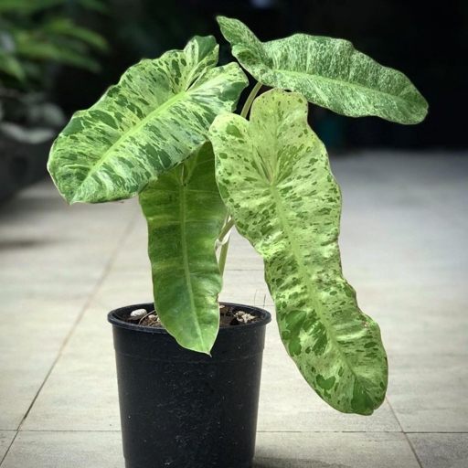 The final words on how to care for Philodendron Paraiso Verde are to give it bright, indirect light and keep the soil moist, but not soggy.