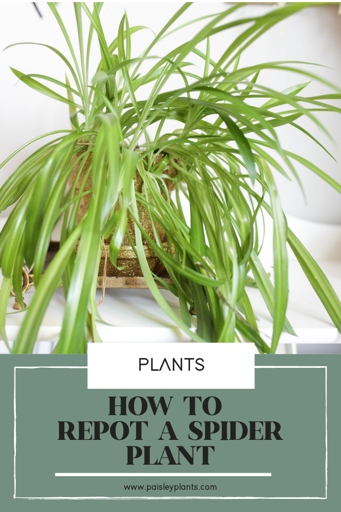 The final words on overwatered spider plants are to be careful not to overwater, and to make sure the plant has good drainage.