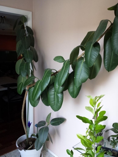 The final words on rubber plants are that they are resilient and easy to revive when they are underwatered.