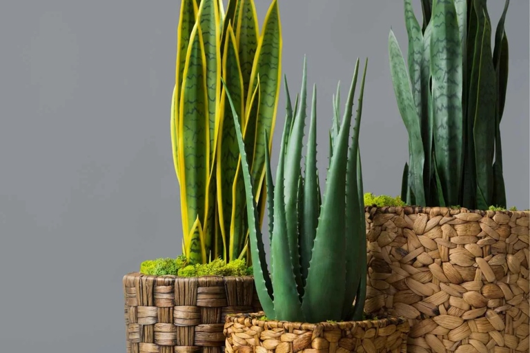 The final words on snake plants and brown tips are to keep an eye on your plant and to research the best solution for your particular plant.