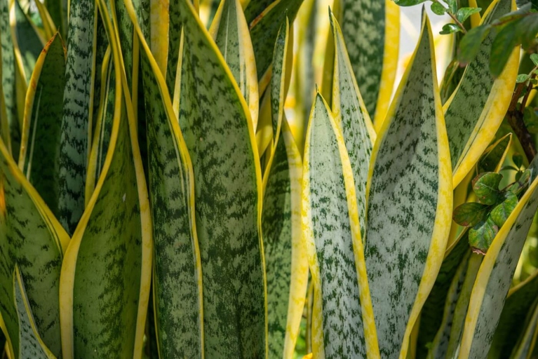 The final words on the matter are that if your snake plant is turning yellow and soft, the best course of action is to figure out the cause and then take the appropriate steps to solve the problem.