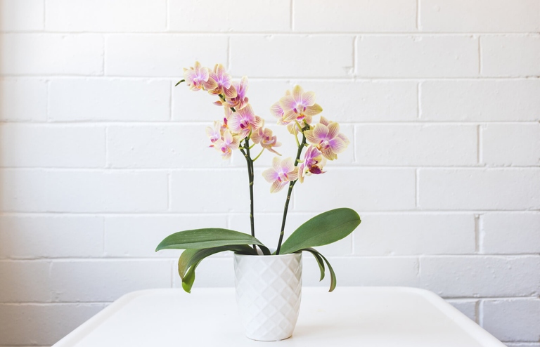 The final words on the subject are that orchids like humidity and there are easy ways to improve the humidity for your orchid.