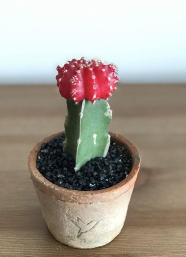 The final words on this matter are simple: if your cactus is turning red, don't panic.