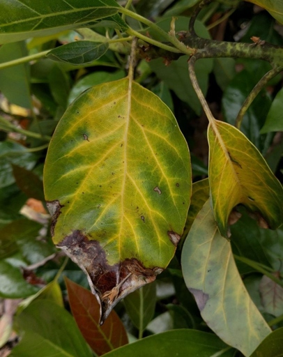 The final words on this subject are that brown spots on money tree leaves are most likely caused by too much sun exposure and can be fixed by moving the tree to a shadier location.