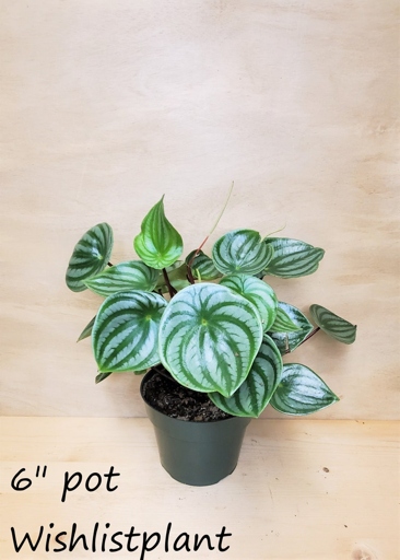 The final words on this subject are that if you think your peperomia is drooping, it is probably due to one of the reasons listed above.