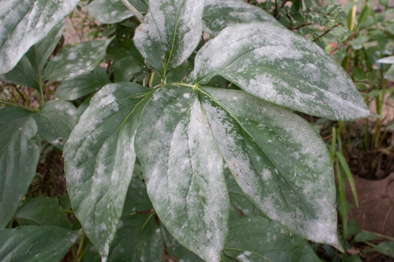 The final words on this subject are to take action if you see white spots on the leaves of your plant.