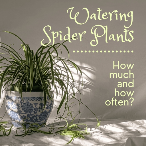The finger or stick test is the best way to determine how often to water your spider plants.