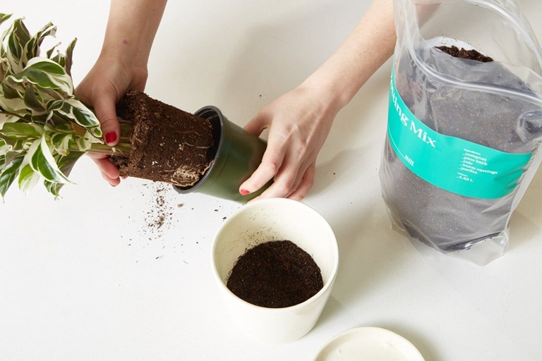 The first step is to choose the right pot and the right potting mix.